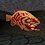 Rotfish
